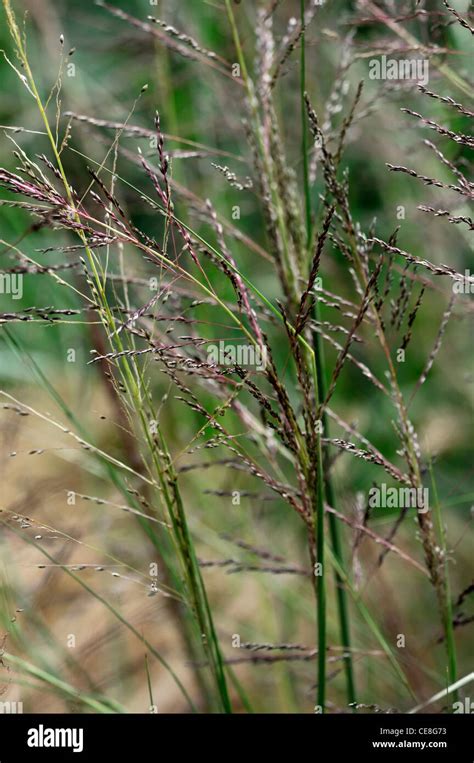 sporobolus airoides seeds seedheads perennials ornamental grass grasses plant portraits seed ...