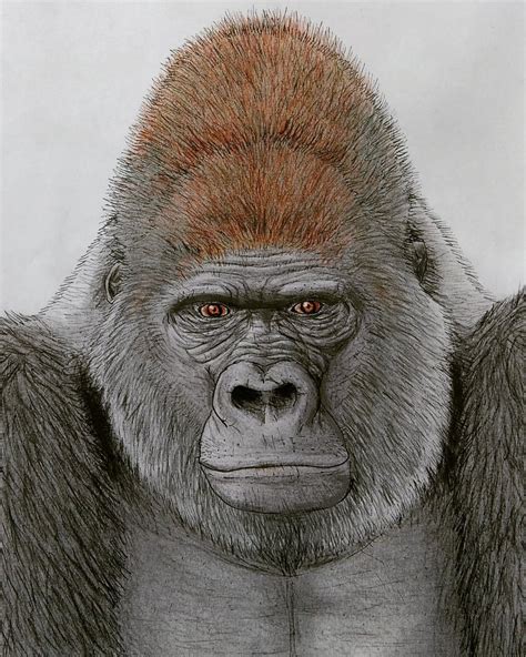 Gorilla Face Drawing at GetDrawings | Free download