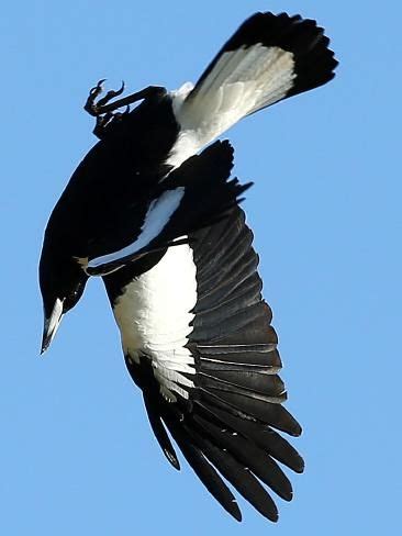 Magpie attack | News Local | Australian native birds, Australian birds, Bird attack