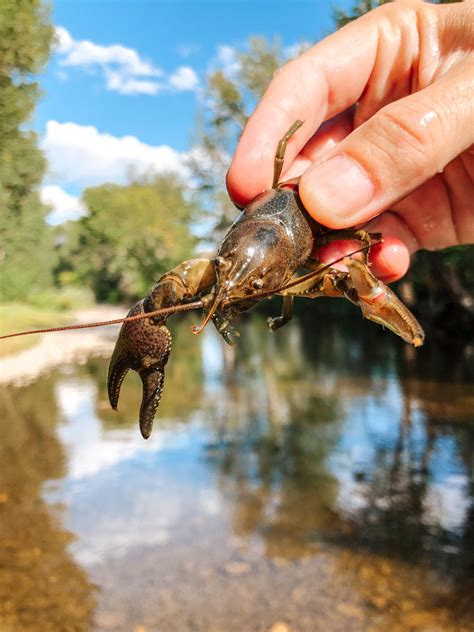 Live Crawfish - Best Stock Images - Free Image Downloads