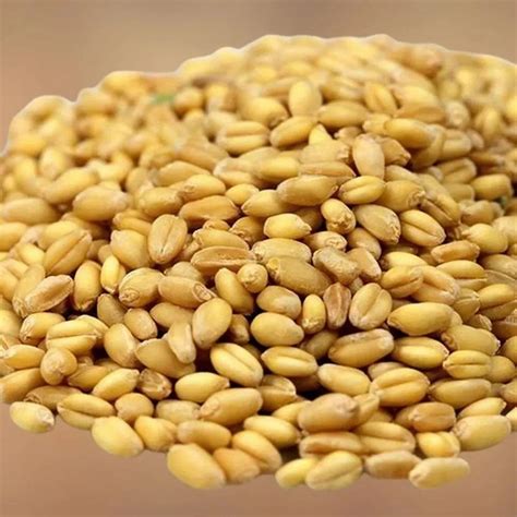 Natural Pbw 222 wheat seed, For Agriculture, Packaging Type: Bag at Rs 50/kg in Indore