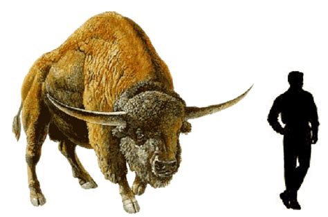 Size of prehistoric Bison latifrons compared to a human. Prehistoric ...