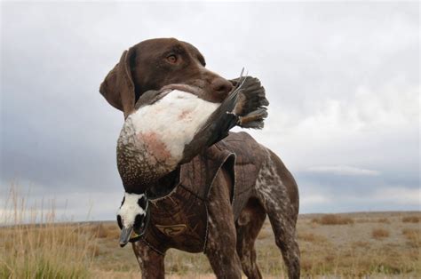 The Best 10 Duck Hunting Dogs You Can Find Today 🔥 (2023 Edition ...