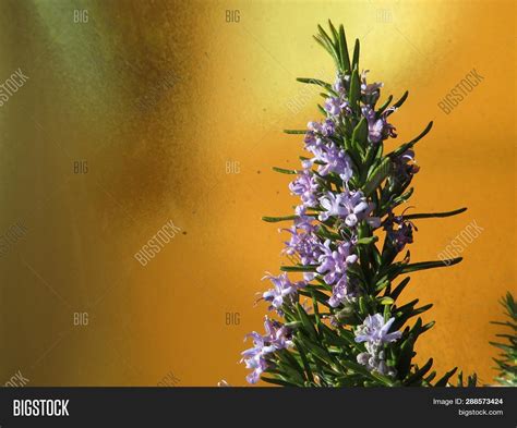 Beautiful Flower Image & Photo (Free Trial) | Bigstock