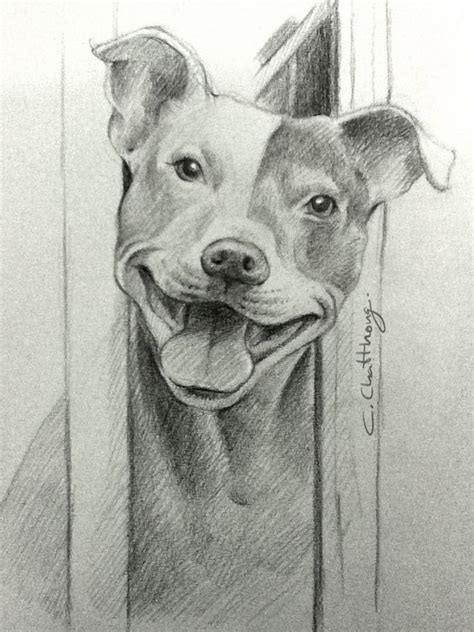 Pin by Julissa lawell on dogs stuff | Pitbull drawing, Pitbull art ...