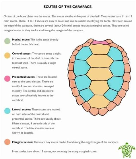 Scutes of the Carapace | Turtle drawing, Turtle shell, Pet turtle