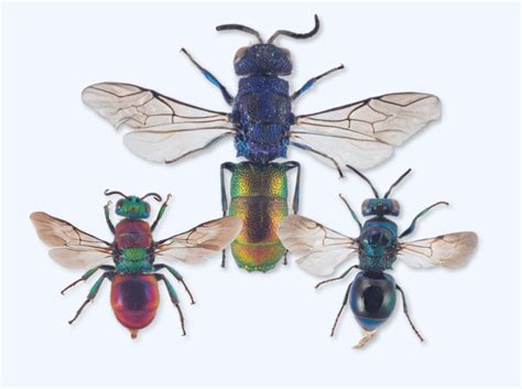 Scientists Discover New Species of Cuckoo Wasp | Sci.News