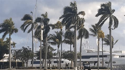 Palm trees swaying in the breeze at the marina. Downtown West Palm Beach, Beach Condo, Condos ...