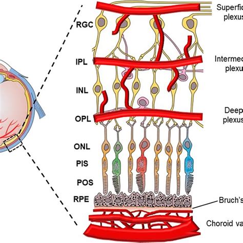 Stages of diabetic retinopathy (DR) progression. a. No apparent DR at ...