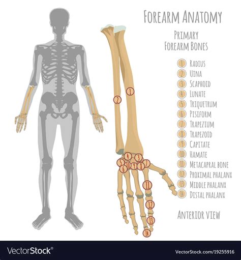 Male forearm bones anatomy Royalty Free Vector Image