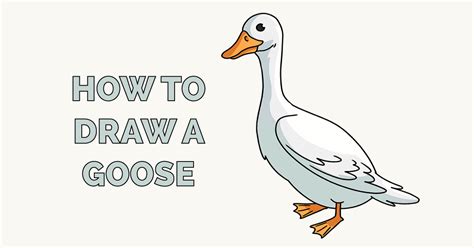 How to Draw a Goose - Really Easy Drawing Tutorial