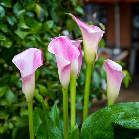 Perfectly Pink Calla Lily Bulbs For Sale | Calla Pink Melody – Easy To ...