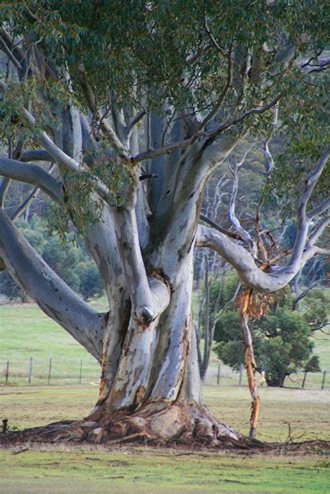 Weird Australian Trees in Stunning Photography