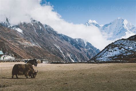 A Yak Grazing High Up In The Himalayas With Majestic Views In The Background. by Shikhar ...