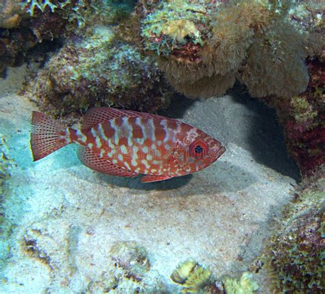 Glasseye Snapper stock image. Image of marine, underwater - 234130823