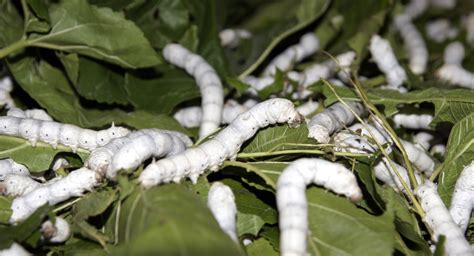 File:Silk worm 21 days 01.jpg - Wikimedia Commons