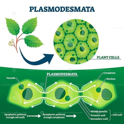 Plasmodesmata plant cells diagram, vector illustration - VectorMine