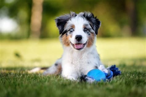 Complete Mini Australian Shepherd Guide: 6 Must Read Facts - Perfect ...