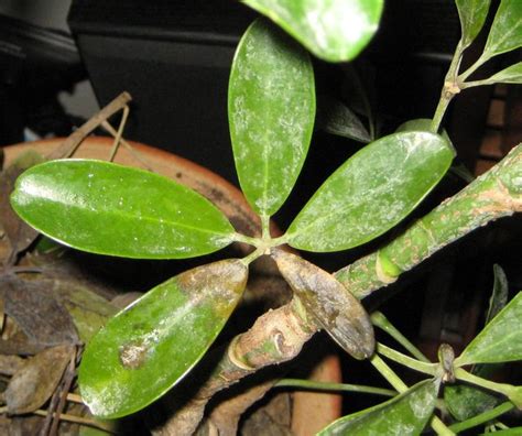 houseplants - Is this Schefflera overwatered? - Gardening & Landscaping Stack Exchange