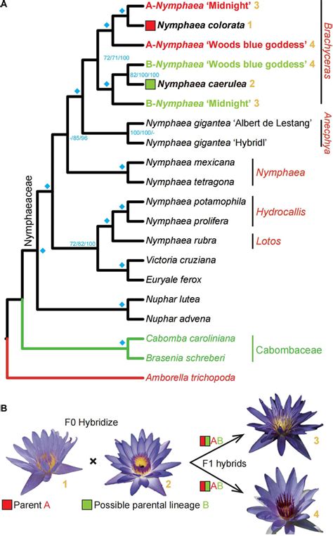 Simple Angiosperm Phylogeny