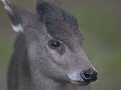 Michies tufted deer » Twycross Zoo Gallery only the males have the fangs | Животные