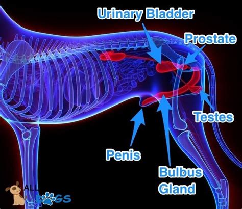 A Visual Guide to Dog Anatomy (Muscle, Organ & Skeletal Drawings) | All Things Dogs