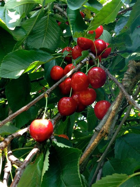 Gambar : menanam, Berry, merah, menghasilkan, pohon buah, prunus ...