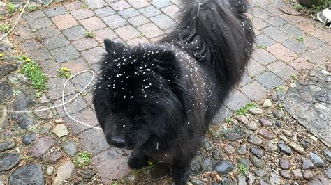 Graupel hits Mohawk Valley: What to know about icy spring phenomenon