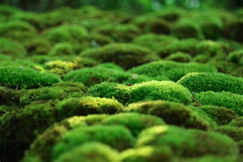 Where to Find Moss? - The Moss Collection & Uses