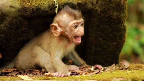 Baby monkey crying - YouTube