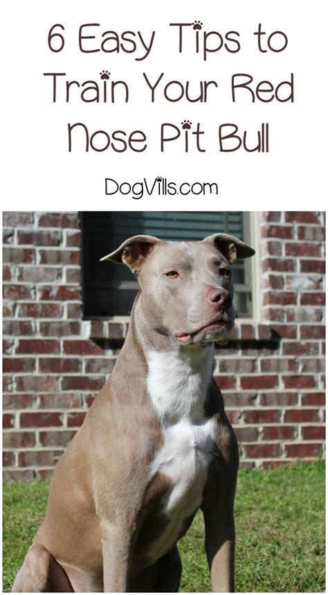 6 Easy Tips for How to Train Your Red Nose Pit Bull - DogVills