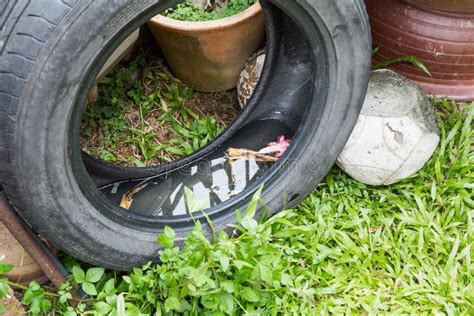 Used Tyres Potentially Store Stagnant Water and Mosquitoes Breed Stock Photo - Image of dengue ...