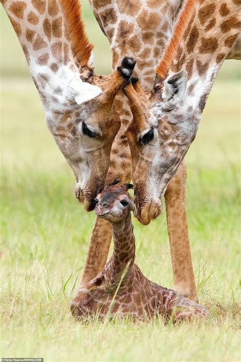 Newborn giraffe is lovingly fawned over by its parents as they clean it ...