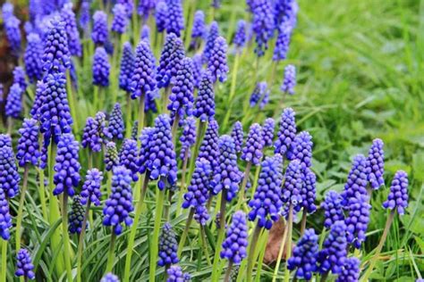 How to Grow and Care for Grape Hyacinth (Muscari) | Gardener’s Path