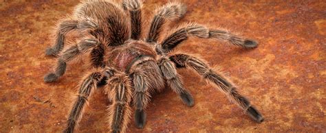 Chilean Rose Hair Tarantula - Lehigh Valley Zoo