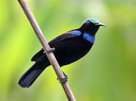 Black Sunbird - eBird