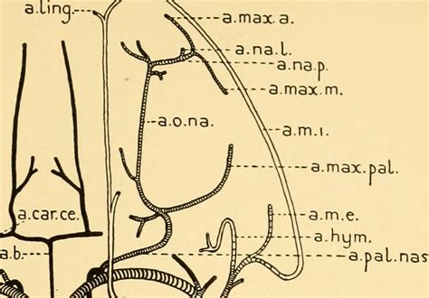 Salamander Anatomy - Anatomy Reading Source