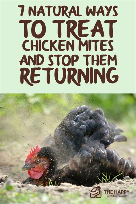 7 Natural Ways to Treat Chicken Mites and Stop Them Returning