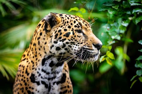 Happy International Jaguar Day: 6 Facts about Jaguars in Belize ...