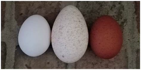 Can You Eat Turkey Eggs? – Happy Days Farm