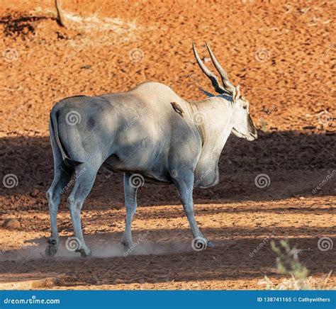 Eland Bull stock image. Image of mammal, africa, male - 138741165