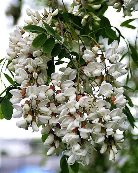 Acacia Tree Flowers - A cluster of white acacia tree flowers. | Acacia tree, Flowers, Flowering ...