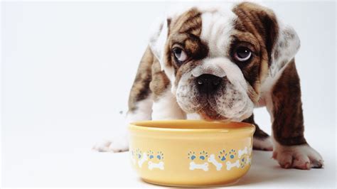 Pedigree vs Purina dog food: Which is best for your canine companion? | PetsRadar