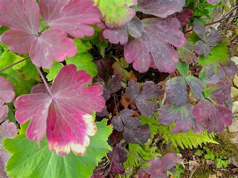 Aquilegia Leaves | English country gardens, Leaves, Country gardening