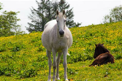 Horse Pregnancy: Symptoms, Stages, Gestation Timeline