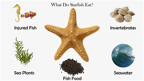 What Do Starfish Eat? - Feeding Nature