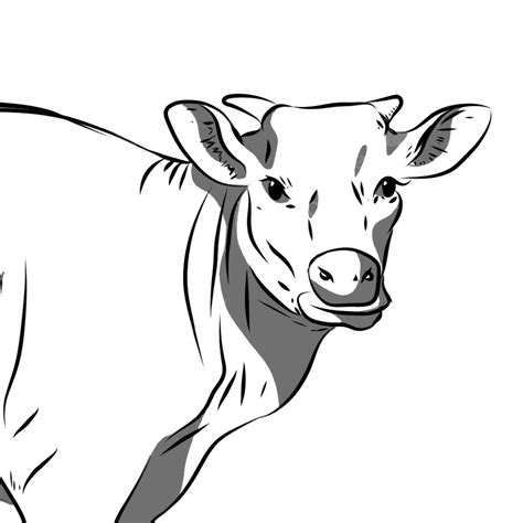 Head Cow Line Art, Cow Drawing, Head Drawing, Cow PNG Transparent ...