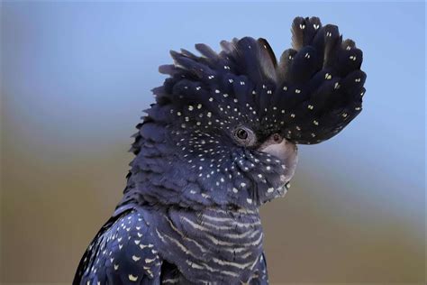 Cockatoo Bird Facts | AZ Animals