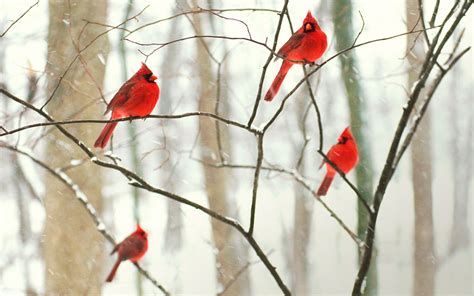 Download Snow Winter Cardinal Bird Animal Northern Cardinal HD Wallpaper