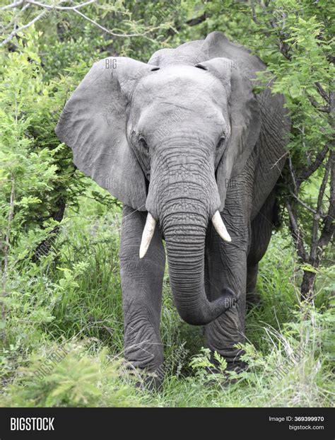 African Elephant Tusks Image & Photo (Free Trial) | Bigstock